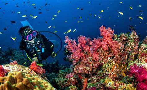 Egypt’s Red Sea Named Third Best Diving Destination in the World in DIVE Travel Awards