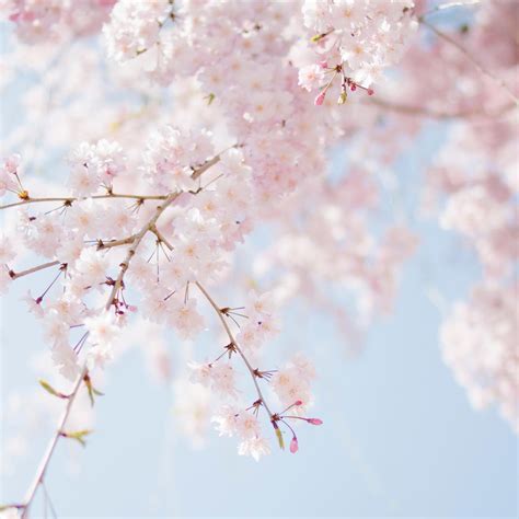 Spring Photography ideas — The School of Photography - Courses, Tutorials & Books