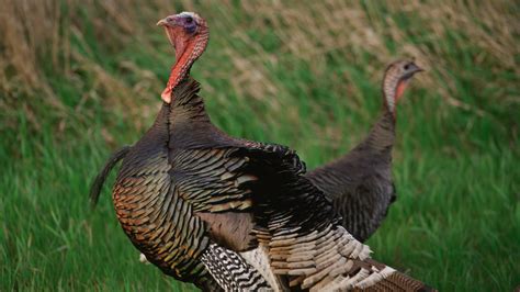 The Ultimate Guide to the Wild Turkey - Cool Green Science