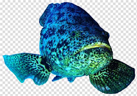 groupers - Clip Art Library