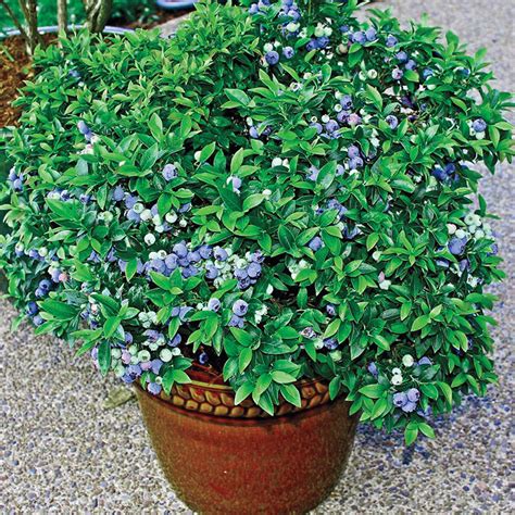 Blueberry Dwarf Tophat | Gurney's Seed & Nursery Co.