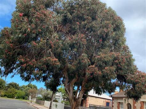 PlantFiles Pictures: Eucalyptus Species, Large-Fruited Yellow Gum (Eucalyptus leucoxylon subsp ...