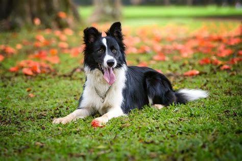 Border Collie Breed Information Guide: Photos, Traits, & Care | BARK Post