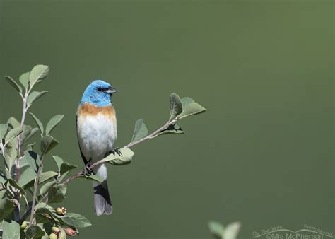 Male Lazuli Buntings Photographed In The Wasatch Mountains - On The Wing Photography