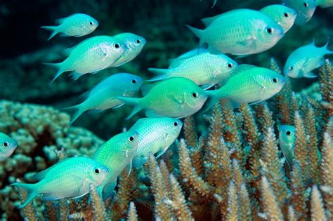 Chromis viridis: blue-green chromis | Saltwater aquarium fish, Fish ...