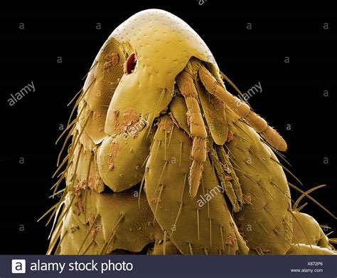 Magnified Flea High Resolution Stock Photography and Images - Alamy