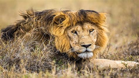 Serengeti National Park Archives - Blogs | Asanja Africa