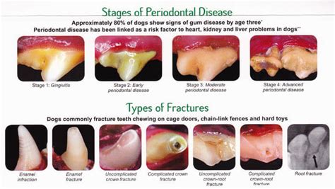 Dog Teeth: 13 Effective Tips to Fight Decay, Tartar & Plaque √ How to Clean & Brush Dogs Teeth ...