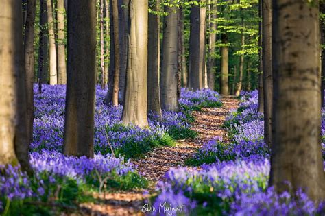 Spring, forest, woods, belgium, tree, green, purple, flower, edwin ...