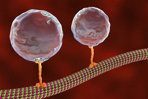 Movement of Molecules Across Cell Membranes - Biology Online Tutorial