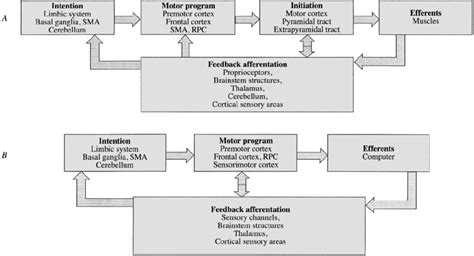 Diagram showing the neurophysiological mechanisms mediating voluntary ...