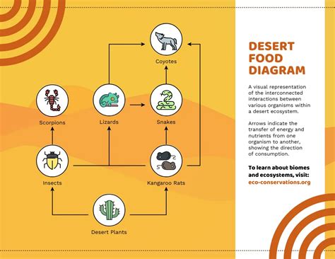 Food Web In A Desert Ecosystem Example Diagram Template - Venngage