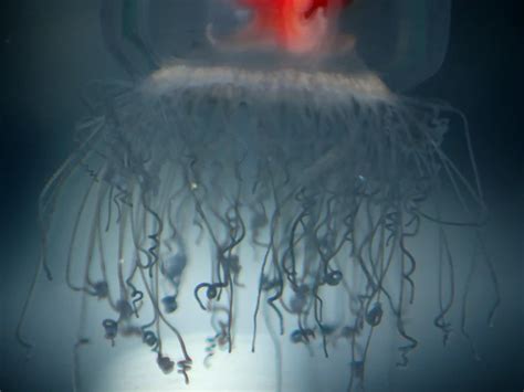 Turritopsis rubra - Facts, Diet, Habitat & Pictures on Animalia.bio