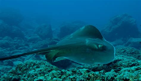 Porto Santo Single Dive Trip | musement