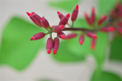 Coral Bean Plant Photograph by Ann Shaver - Pixels