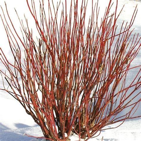 Arctic Fire Dogwood | Arctic Fire Dogwood for Sale — PlantingTree.com