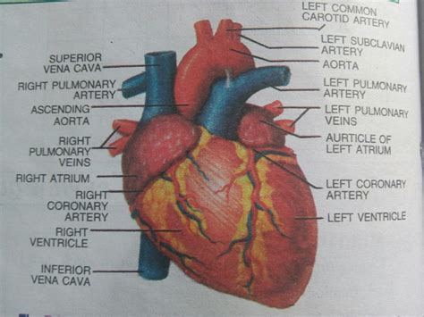 Label Parts Of A Heart