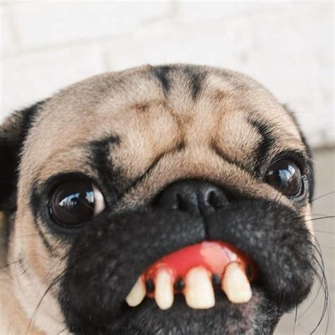 Doug The Pug on Twitter | Cute pugs, Pugs funny, Doug the pug