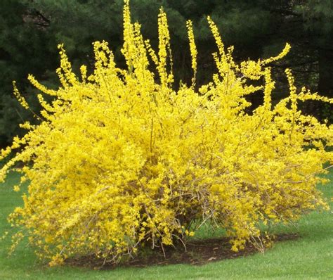 Forsythia ‘Spring Glory’ – Uncle John's Home & Garden