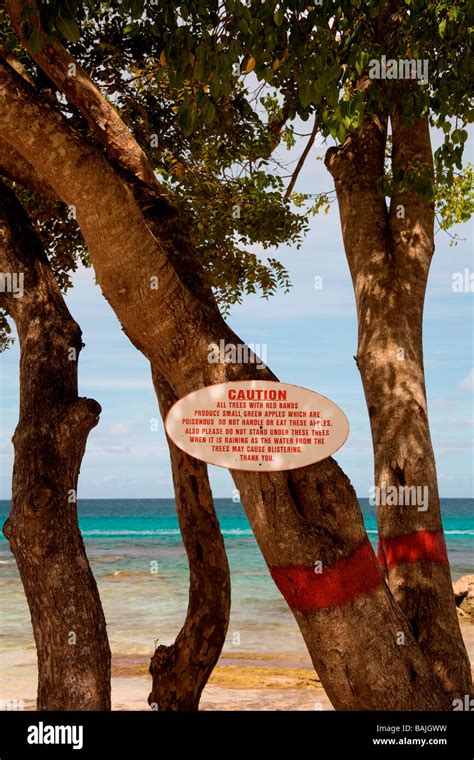 Manchineel tree hi-res stock photography and images - Alamy