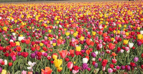 Best Places to See Flowers in America | POPSUGAR Smart Living