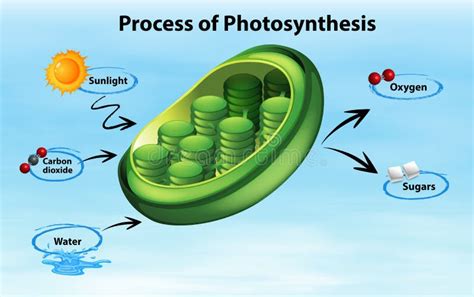 Process Of Photosynthesis In Algae Stock Vector - Illustration of alga, leaf: 34195826