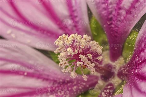 Extreme close up of a colorful flower stamen and stigma. Flower anatomy ...