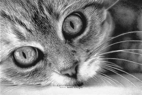 30 Beautiful Cat Drawings - Best Color Pencil Drawings and Paintings | Realistic cat drawing ...