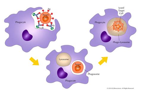Antibody-Dependent Cellular Phagocytosis (ADCP) Assay | iQ Biosciences