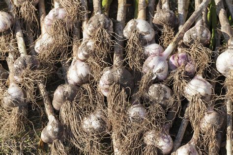 the harvested garlic crop in agriculture 9712406 Stock Photo at Vecteezy