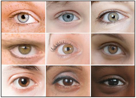 The Genetics of Eye Color – HudsonAlpha Institute for Biotechnology