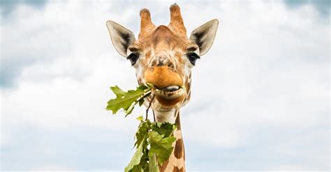 What Do Giraffes Eat? Their Diet Explained - IMP WORLD