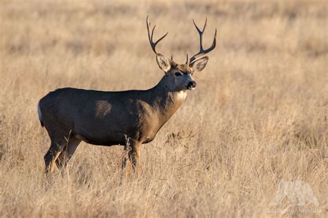 Wild Colorado - Fascination Wildlife