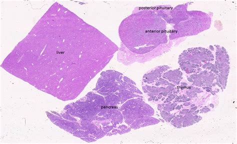 Duke Histology - Endocrine System