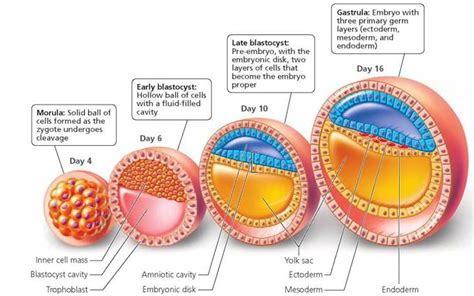 Development throughout Life - Biology of Humans