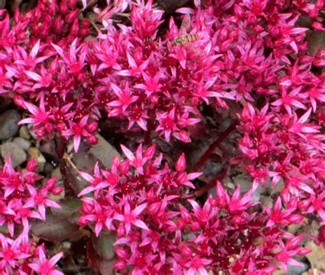 Sedum Dragon's Blood Stonecrop Sedum Spurium Seeds