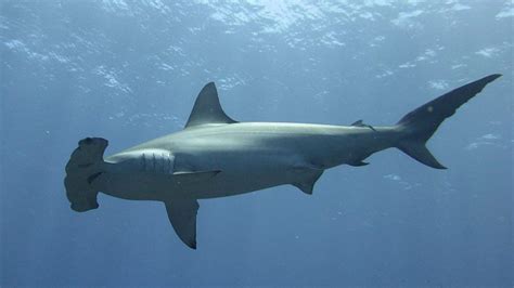 Scalloped Hammerhead Shark - IAS EXAM