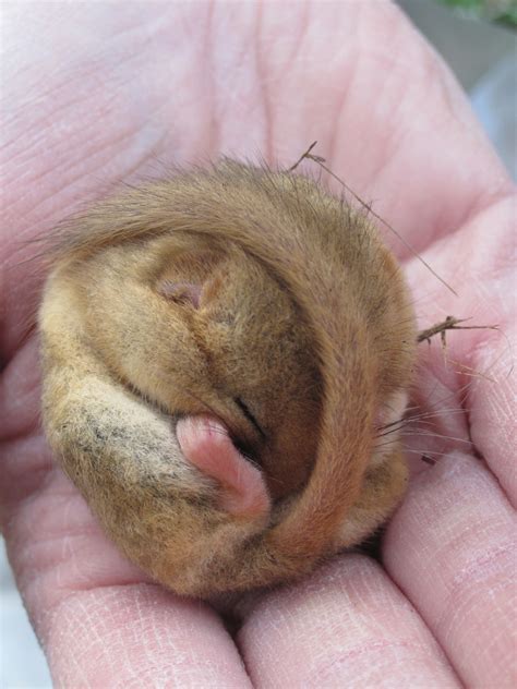 Hazel dormouse ecology and conservation