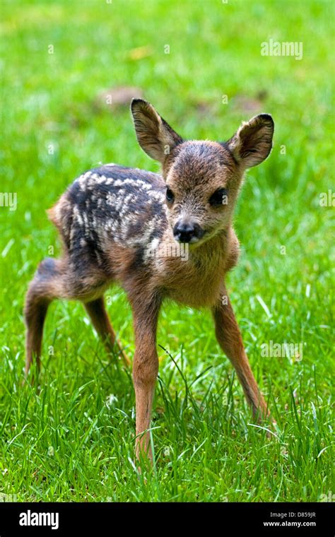 Roe deer fawn on grass Stock Photo - Alamy