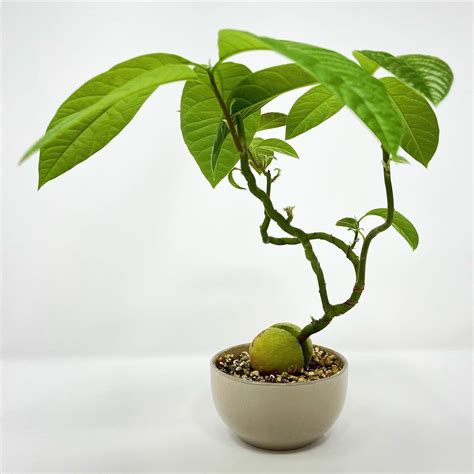 Avocado Bonsai / AvoBonsai by justplantaesthetics - creative way to ...