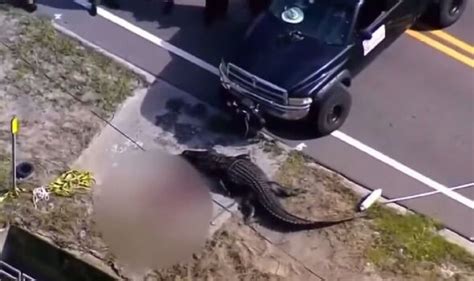 Florida woman found dead in alligator's jaws was arrested for trespassing in July - US News ...