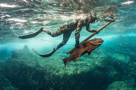 Yes, Spearfishing is Ethical, Humane & Environmentally Friendly - The V&A Museum Of London