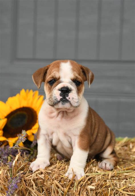 Beabull Puppies for Sale | Buckeye Puppies