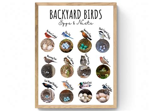 4 SIZES Backyard Bird Nest & Egg Identification - Etsy