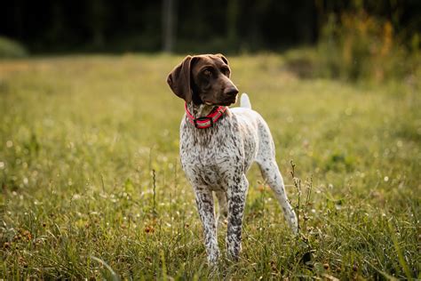 Dog Breed Highlight: German Shorthaired Pointer — Sportsman's Pride