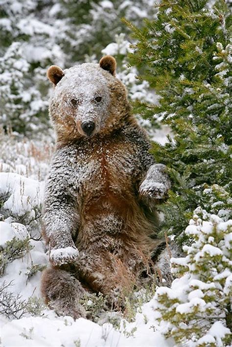 The Nicest Pictures: Snow Bear