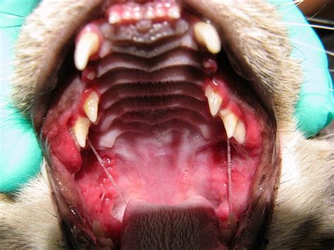 8 Common Cat Dental Problems and How to Deal with Them - 2024 Guide ...