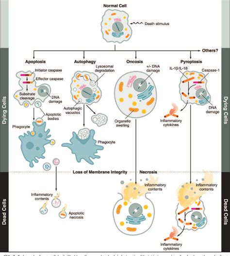 Cell Membrane Permeability | Semantic Scholar