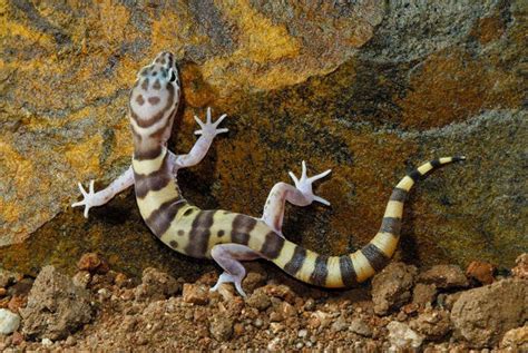 Western Banded Gecko | Focusing on Wildlife | Gecko, Lizard, Gecko habitat