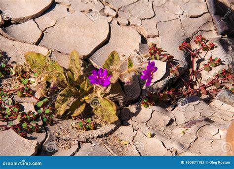 Stone Desert, Flowering Plants Xerophytes, Desert Landscape of a Dried ...